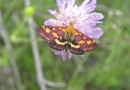 Pyrausta purpuralis ©  S.Beshkov